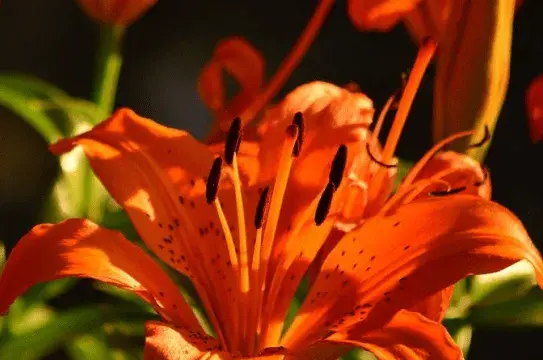 鸢尾花有哪几种颜色？不同颜色的鸢尾花花语有哪些？