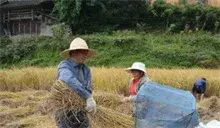 贵州雷山的红米熟了！