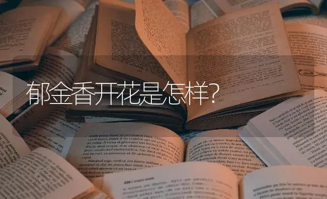 郁金香园的优美句子？ | 绿植常识