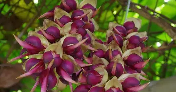 什么花的花语是团结 花语象征团结的6大名花