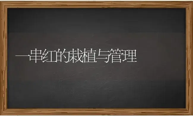 一串红的栽植与管理 | 特种种植