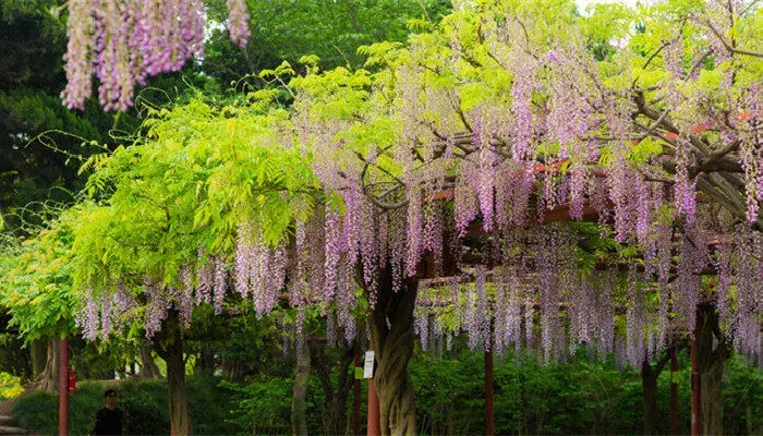 紫藤的花语和寓意