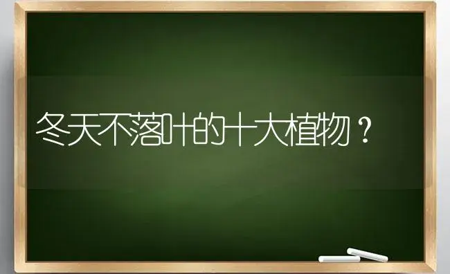 冬天不落叶的十大植物？ | 多肉养殖