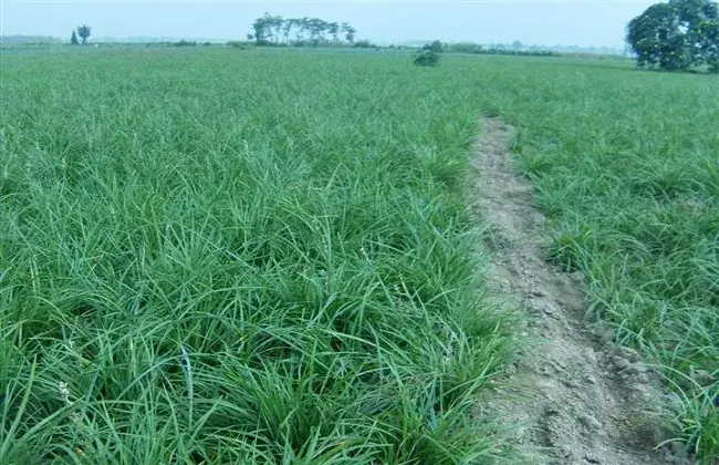 麦冬的高产栽培技术