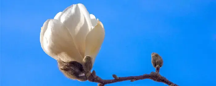 白玉兰的花语和寓意