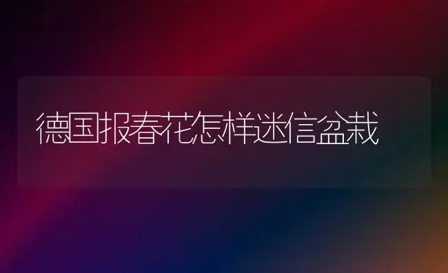 德国报春花怎样迷信盆栽 | 家庭养花