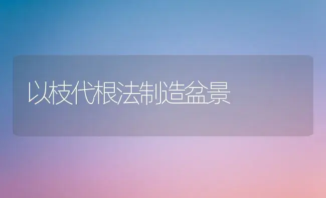 以枝代根法制造盆景 | 家庭养花