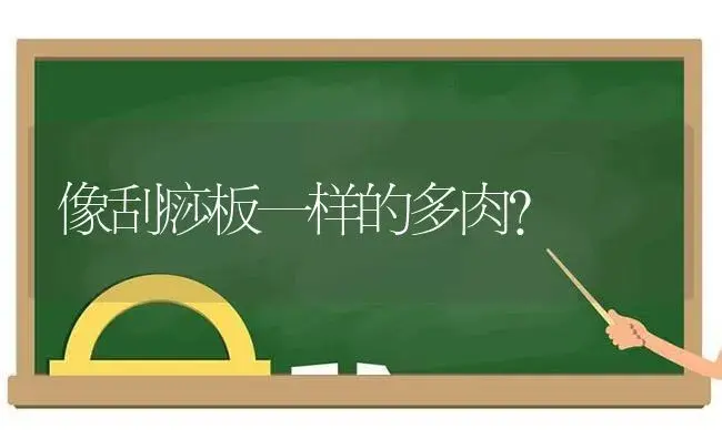 像刮痧板一样的多肉？ | 多肉养殖