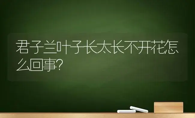 君子兰叶子长太长不开花怎么回事？ | 绿植常识