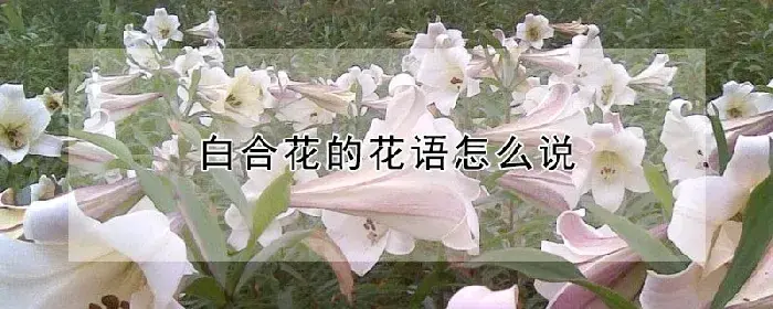 白合花的花语怎么说