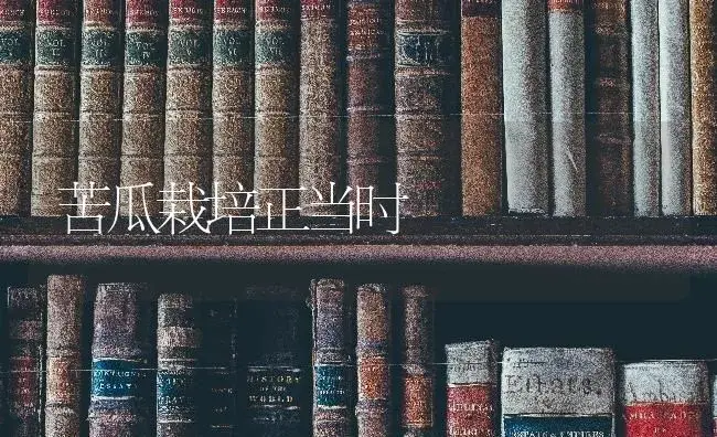 苦瓜栽培正当时 | 特种种植