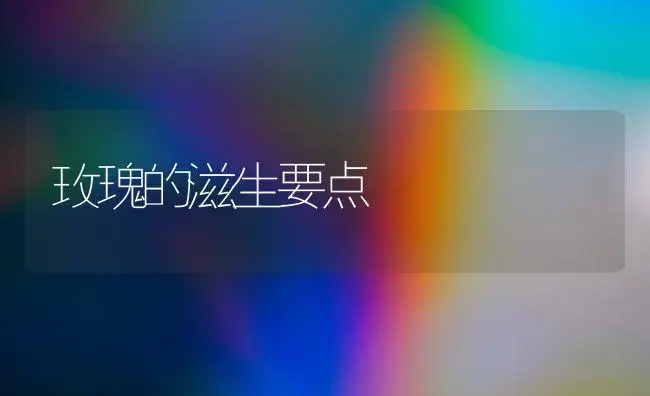 玫瑰的滋生要点 | 家庭养花