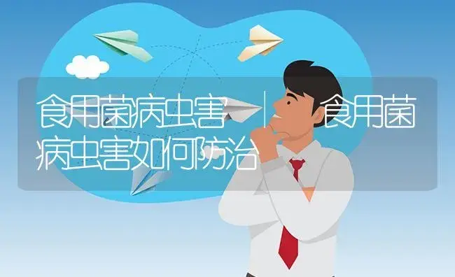 食用菌病虫害如何防治 | 菌菇种植