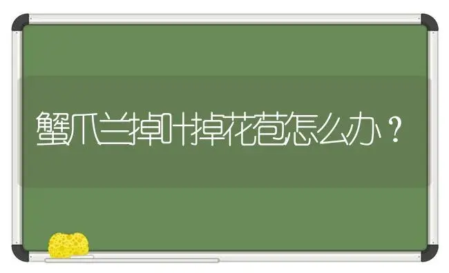 蟹爪兰掉叶掉花苞怎么办？ | 多肉养殖