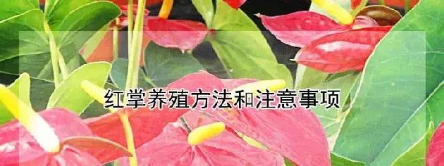 红掌养殖方法和注意事项