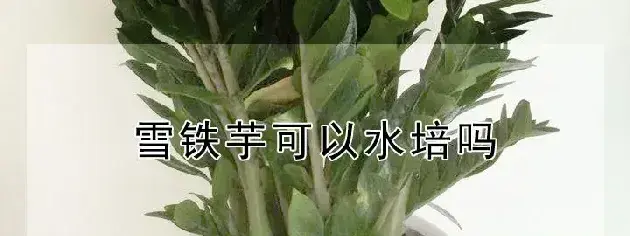 雪铁芋可以水培吗