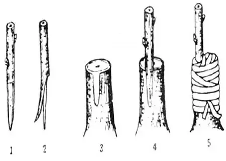 盆栽育苗 | 梨树插皮舌接嫁接技术