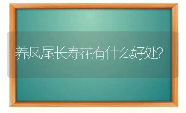 养凤尾长寿花有什么好处？ | 多肉养殖