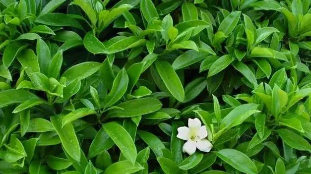 非洲茉莉开花吗，它的花语寓意是什么