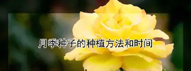 月季种子的种植方法和时间