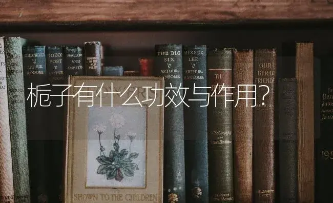 栀子有什么功效与作用？ | 绿植常识