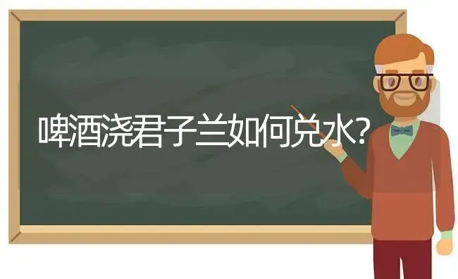 啤酒浇君子兰如何兑水？ | 绿植常识