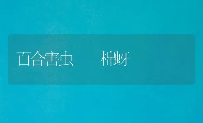 百合害虫――棉蚜 | 家庭养花