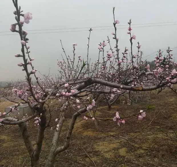 桃树疏花疏果的方法