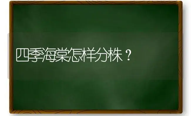 四季海棠怎样分株？ | 绿植常识