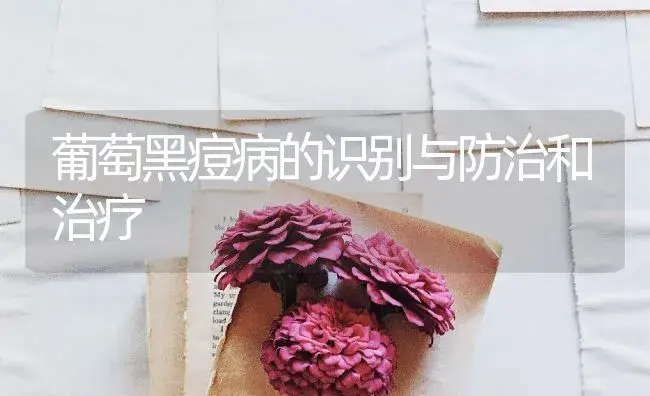 葡萄黑痘病的识别与防治和治疗 | 特种种植