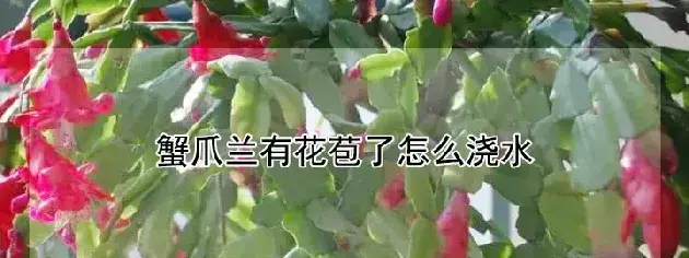 蟹爪兰有花苞了怎么浇水