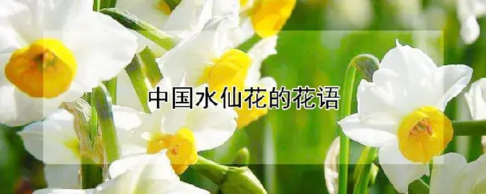 中国水仙花的花语