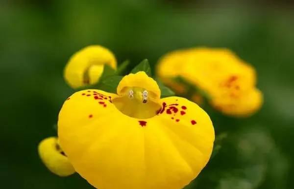 荷包花的花语是什么 财源滚滚来富贵一生_花语大全