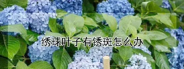 绣球叶子有锈斑怎么办