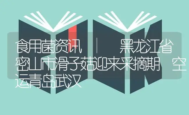 黑龙江省密山市滑子菇迎来采摘期 空运青岛武汉 | 菌菇种植