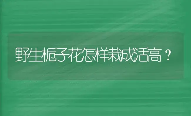 野生栀子花怎样栽成活高？ | 绿植常识