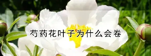 芍药花叶子为什么会卷