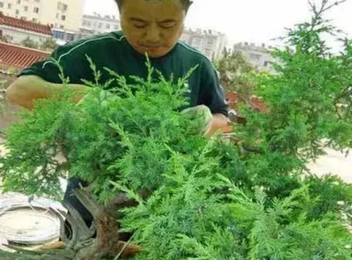 盆景材料 | 制作侧柏盆景怎样选择桩材