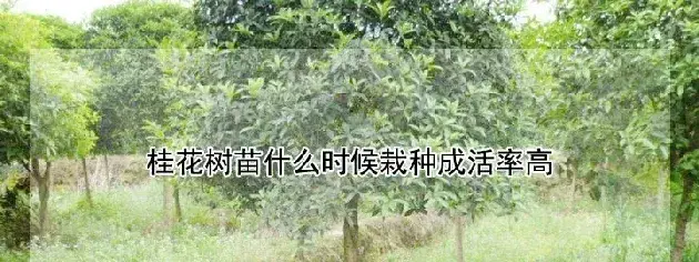 桂花树苗什么时候栽种成活率高