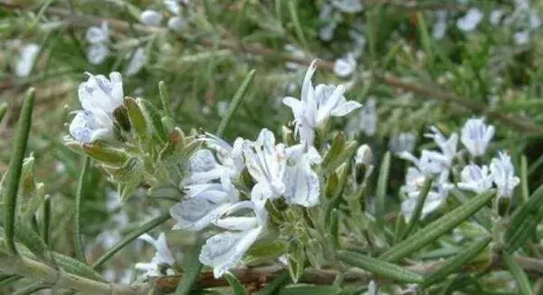 迷迭香的花语是什么 留住美好的回忆