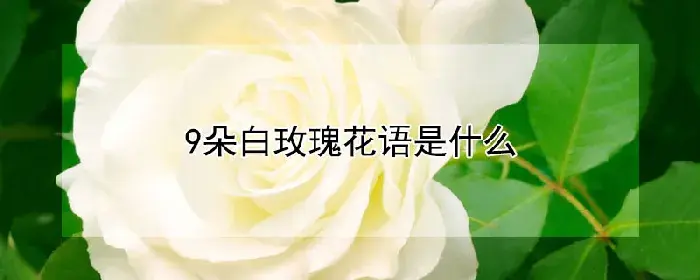 9朵白玫瑰花语是什么