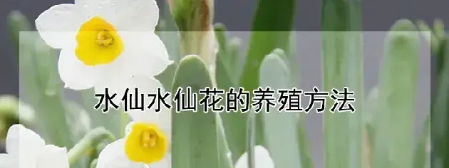 水仙水仙花的养殖方法