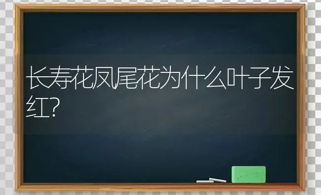 长寿花凤尾花为什么叶子发红？ | 多肉养殖