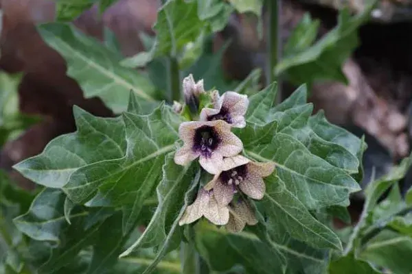 世界上花语为复仇的花，黑色曼陀罗/黑百合/天仙子等