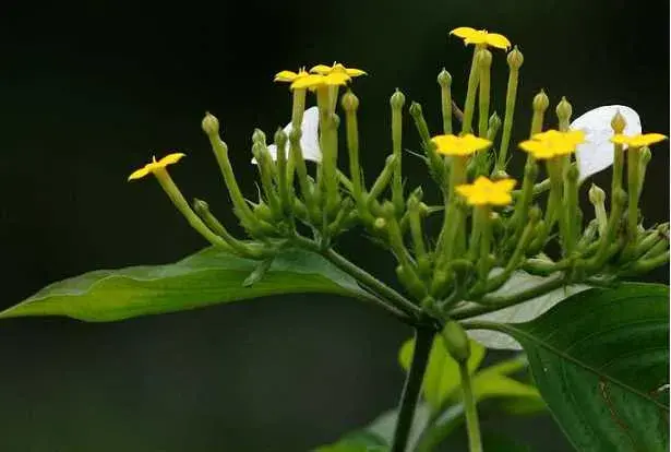 玉叶金花的花语是什么？玉叶金花虽然花朵极其高调的绽放，但寓意却尤为低调！