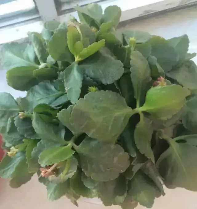 长寿花长气根叶片发软怎么办？