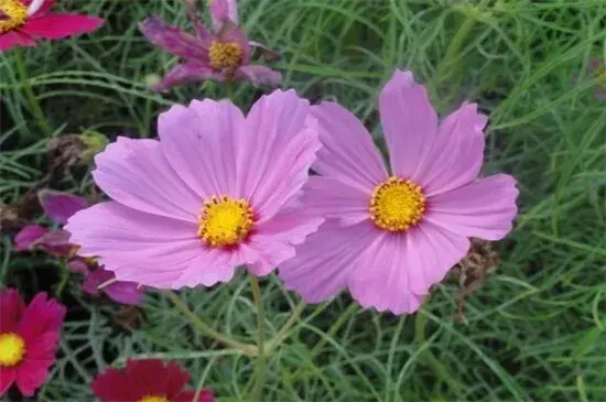 格桑花的花语及传说有哪些？