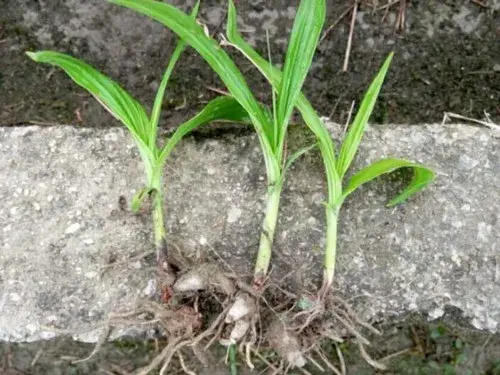 花卉果蔬盆景 | 白芨种植技术