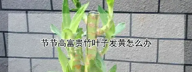 节节高富贵竹叶子发黄怎么办