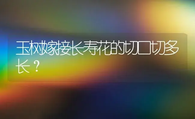 玉树嫁接长寿花的切口切多长？ | 多肉养殖